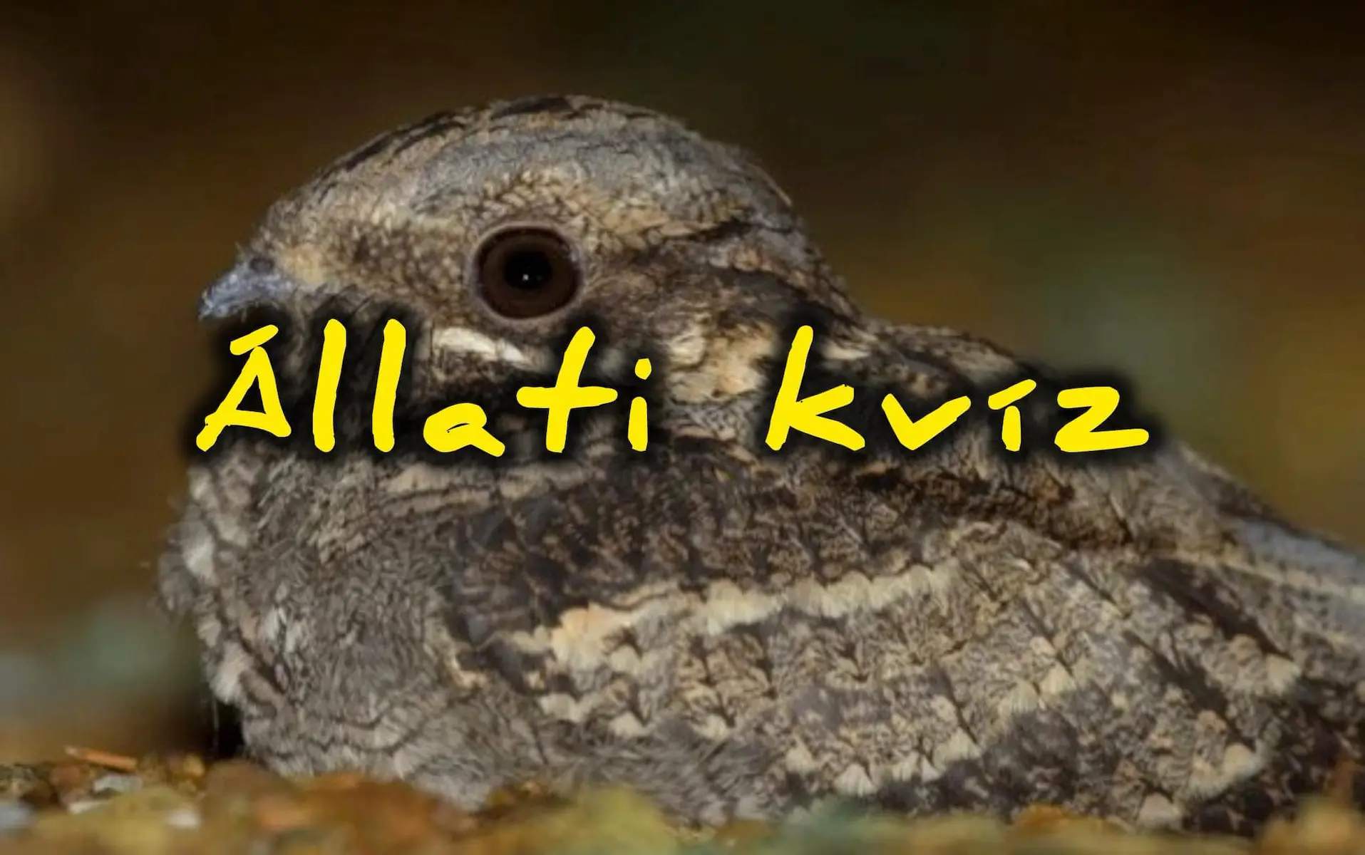 Állati kvíz: Rájössz, melyik egy emlős neve a madarak közt?