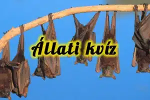 Állati kvíz: Mennyire ismered az állatokat? Derítsük ki!