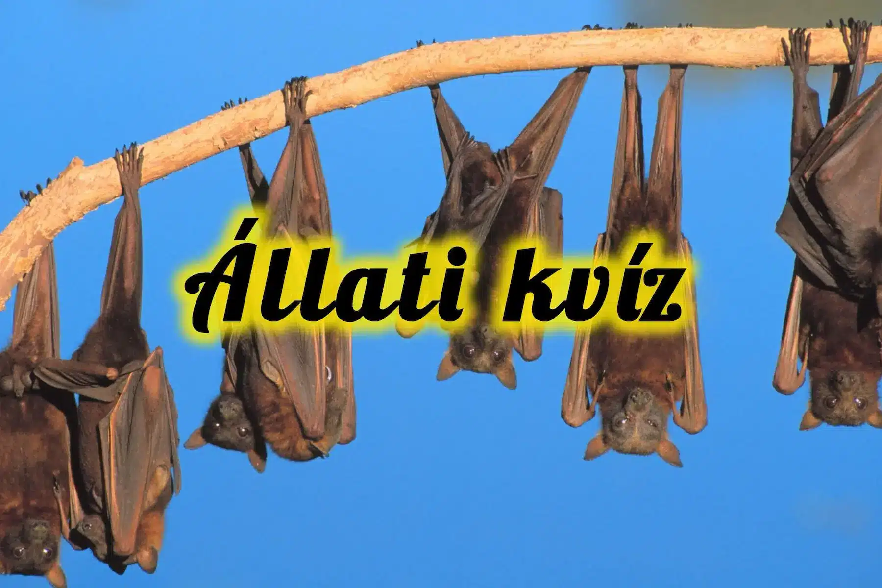 Állati kvíz: Mennyire ismered az állatokat? Derítsük ki!