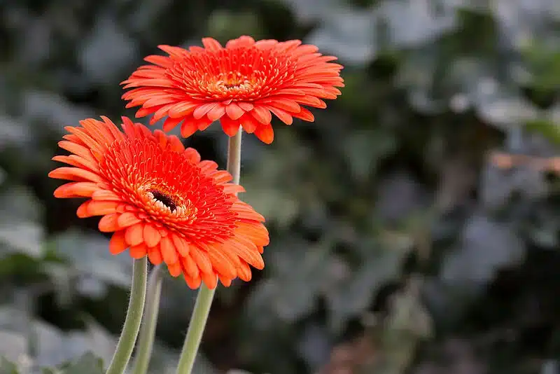 csm Gerbera 2 1b01f297ef.jpg