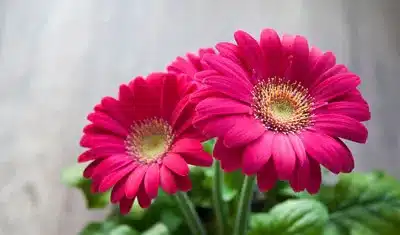 gerbera.jpg