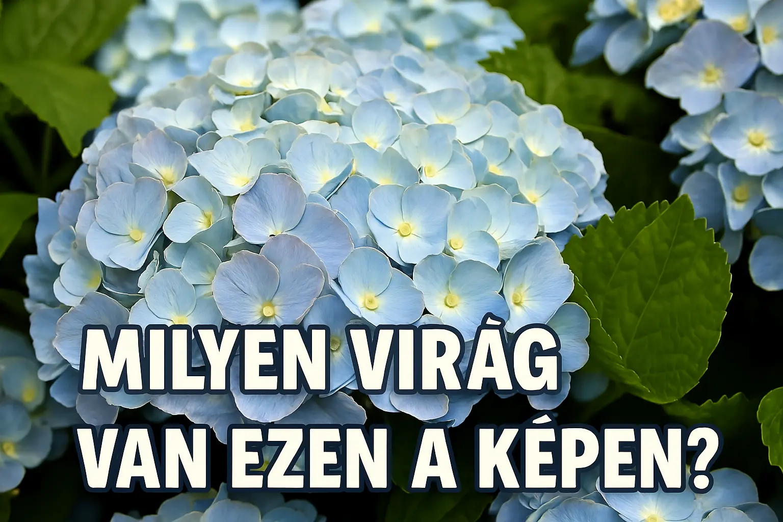 Napi virágfelismerő kvíz: Milyen virág látható ezen a képen?