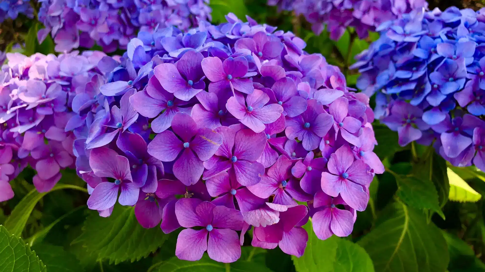 Virágfelismerő kvíz - Hány darabot ismersz fel a 5-ből?