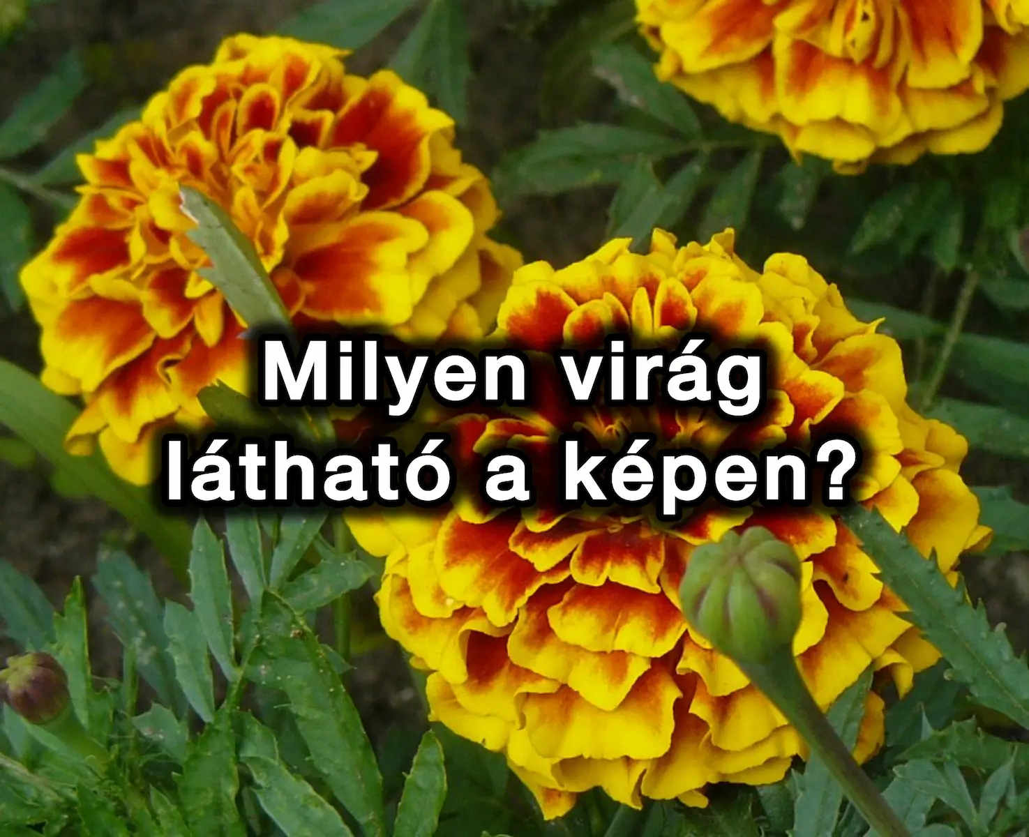 Napi virágfelismerő kvíz - Melyik gyönyörű virág látható ezen a fotón?