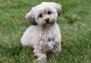 Állatos kvíz: Csak az emberek 20%-a ismeri fel a kutyafajtákat! Te köztük vagy?