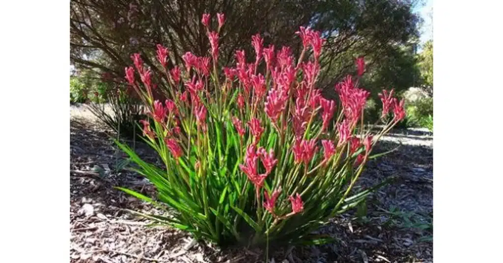 Virágfelismerő kvíz: Kevesen ismerik fel ezt a növényt a képen! Te felismered?
