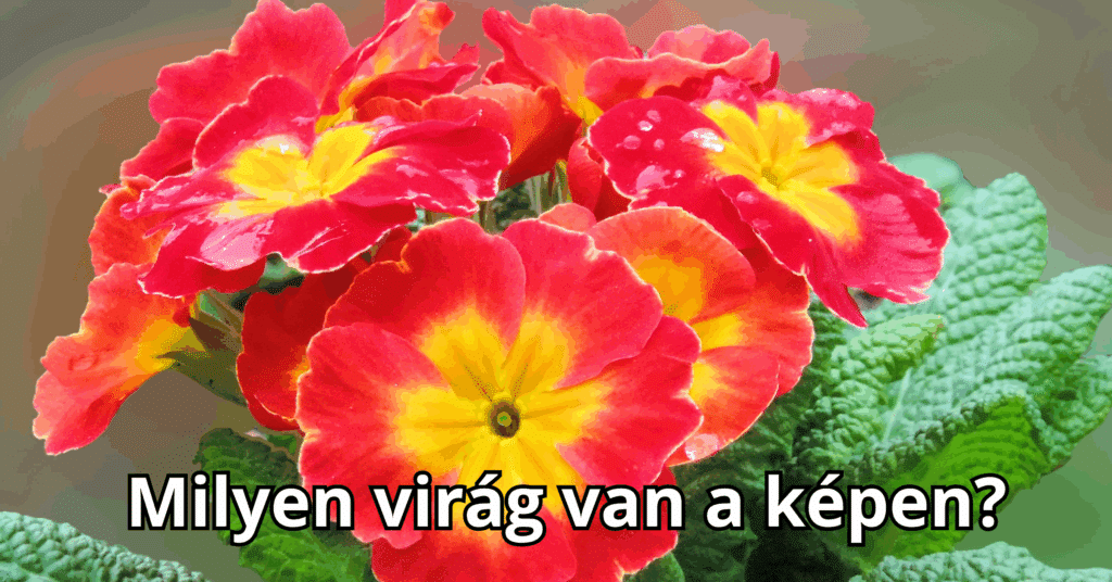 Hétvégi virágfelismerő kvíz, amit csak a profik tudnak jól - Milyen virág látható ezen a képen?