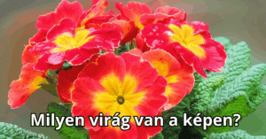 Hétvégi virágfelismerő kvíz, amit csak a profik tudnak jól - Milyen virág látható ezen a képen?