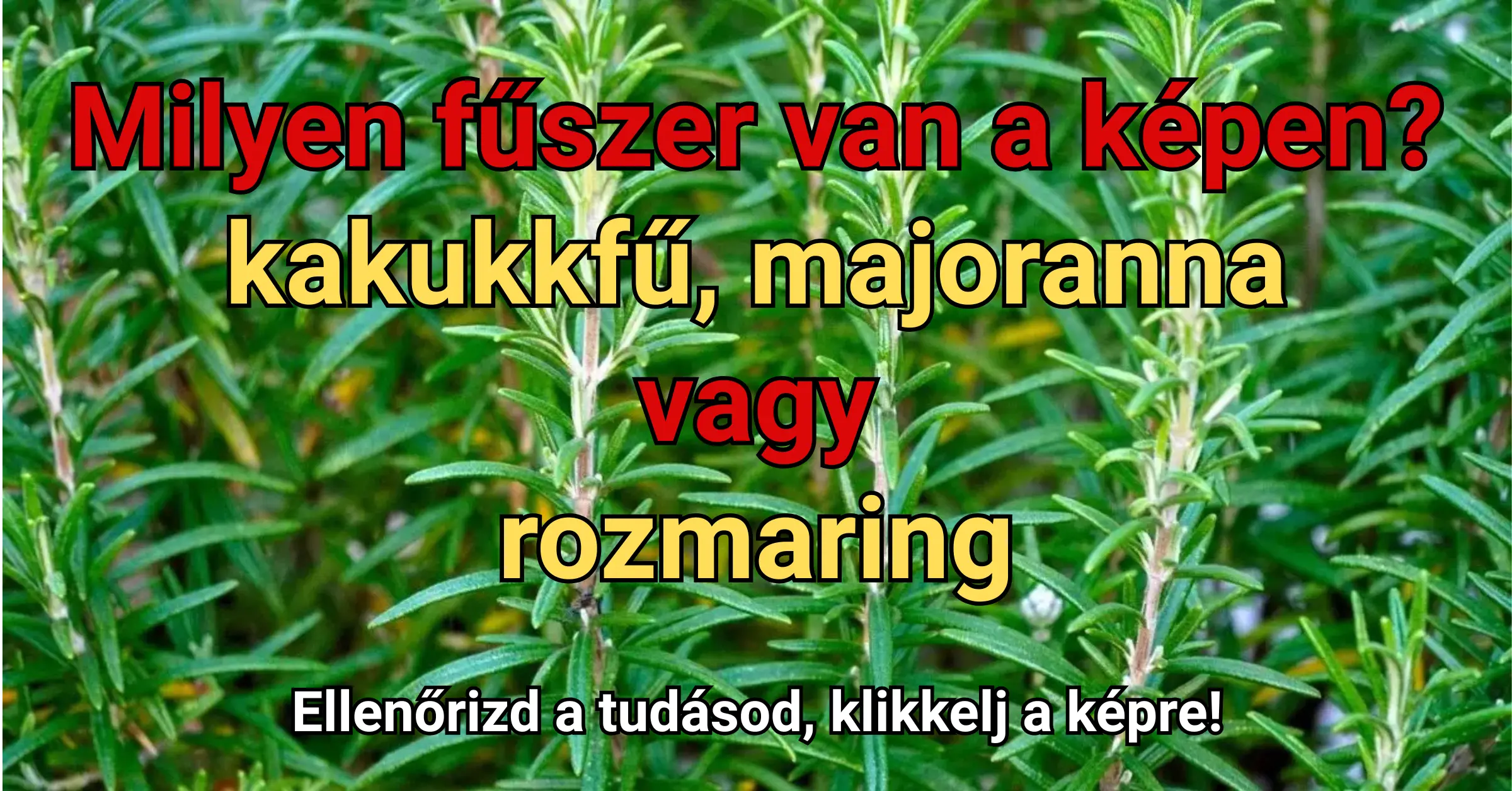 Napi ételfelismerő kvíz: Kevesen tudják csak felismerni képről ezt a fűszert!