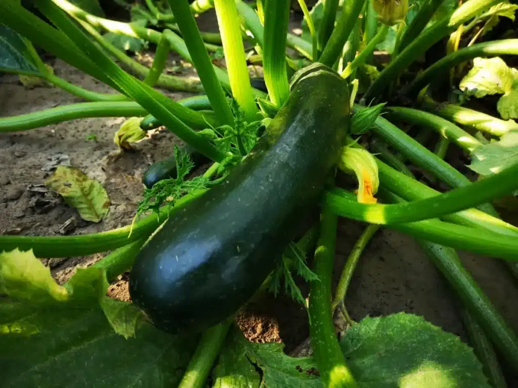 Ételfelismerő kvíz: Elsőre egyszerűnek tűnhet, de lehet ez csak a megtévesztés része?