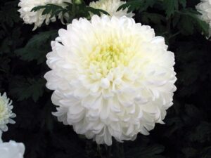 Napi virág felismerő kvíz: Felismered a virágot, ami a képen van?