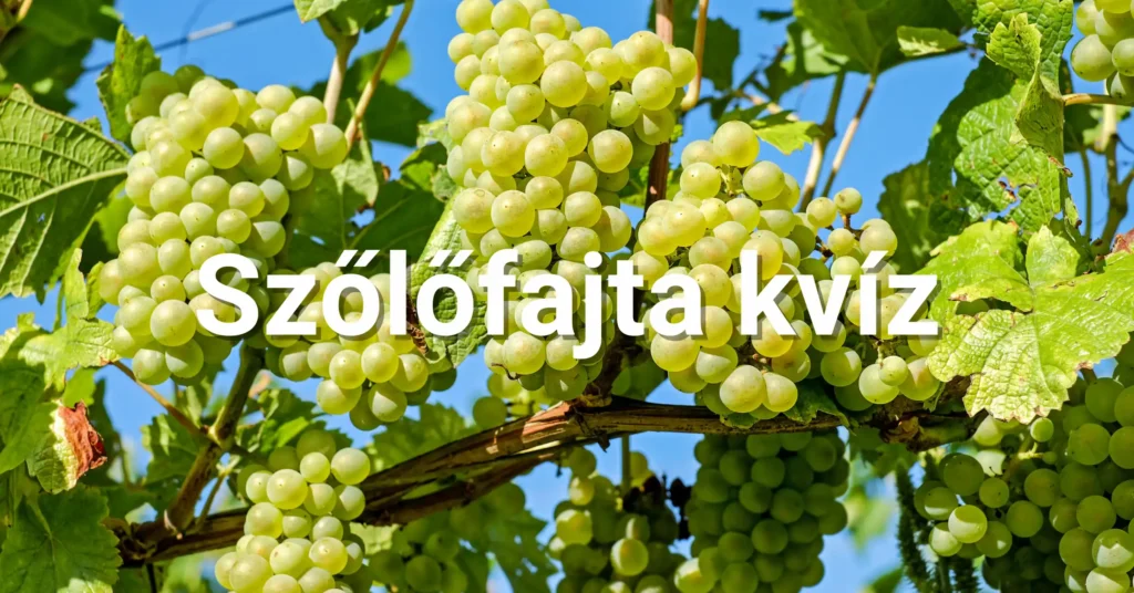 5 másodperces kvíz - Melyik egy szőlőfajta?