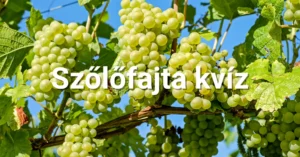 5 másodperces kvíz - Melyik egy szőlőfajta?
