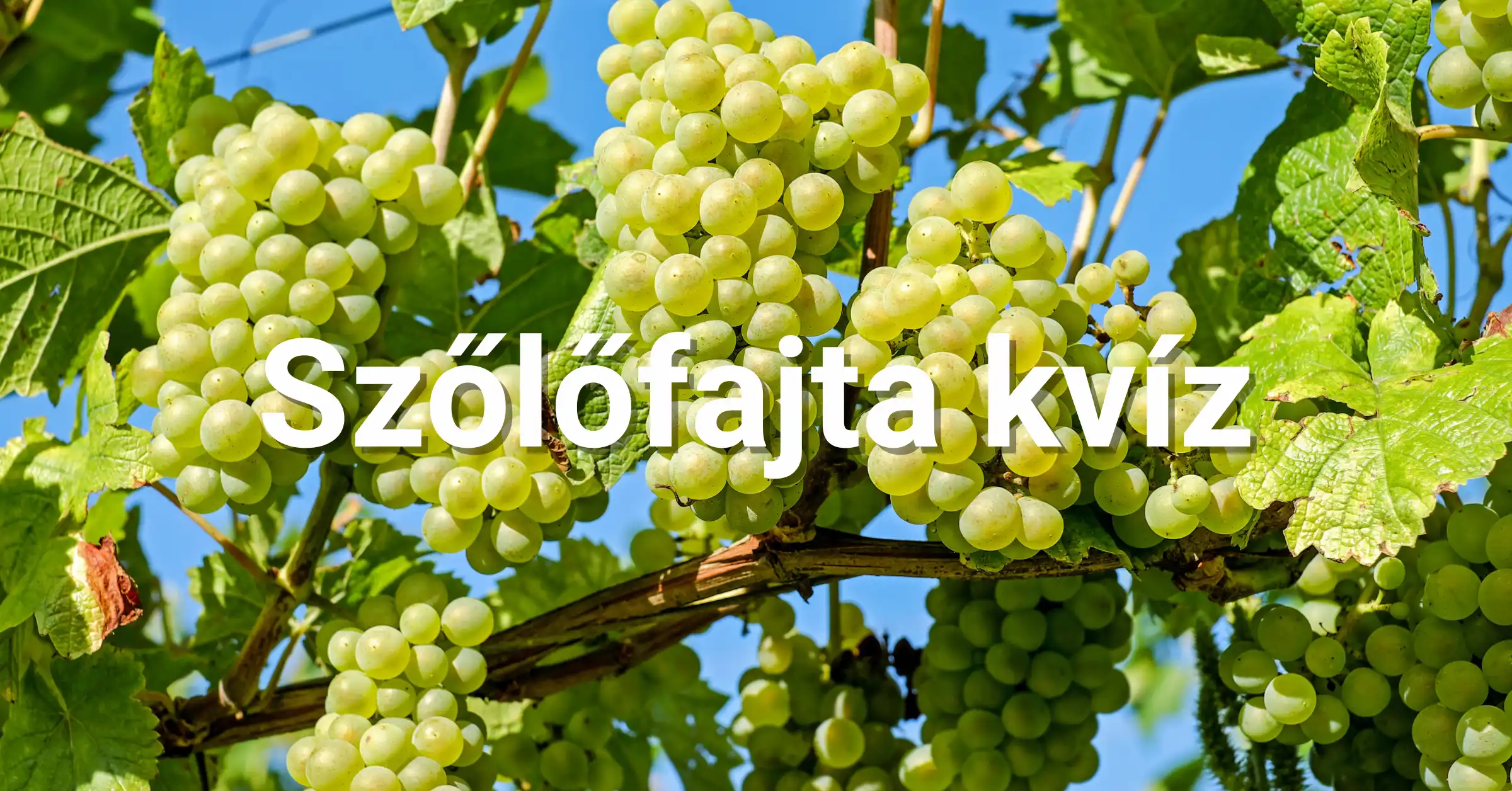 5 másodperces kvíz - Melyik egy szőlőfajta?