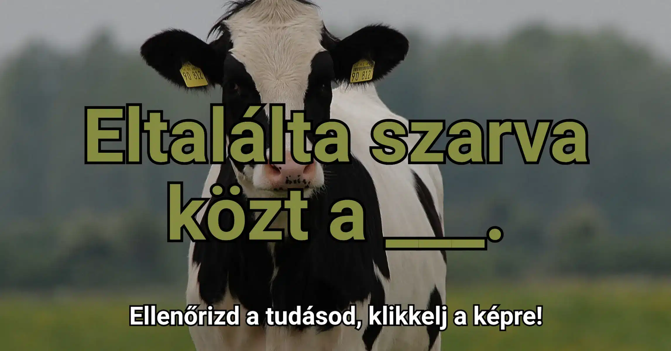 Napi közmondás kvíz: 100-ból csak 1 ember ismeri ezt a közmondást! Te meg tudod oldani?
