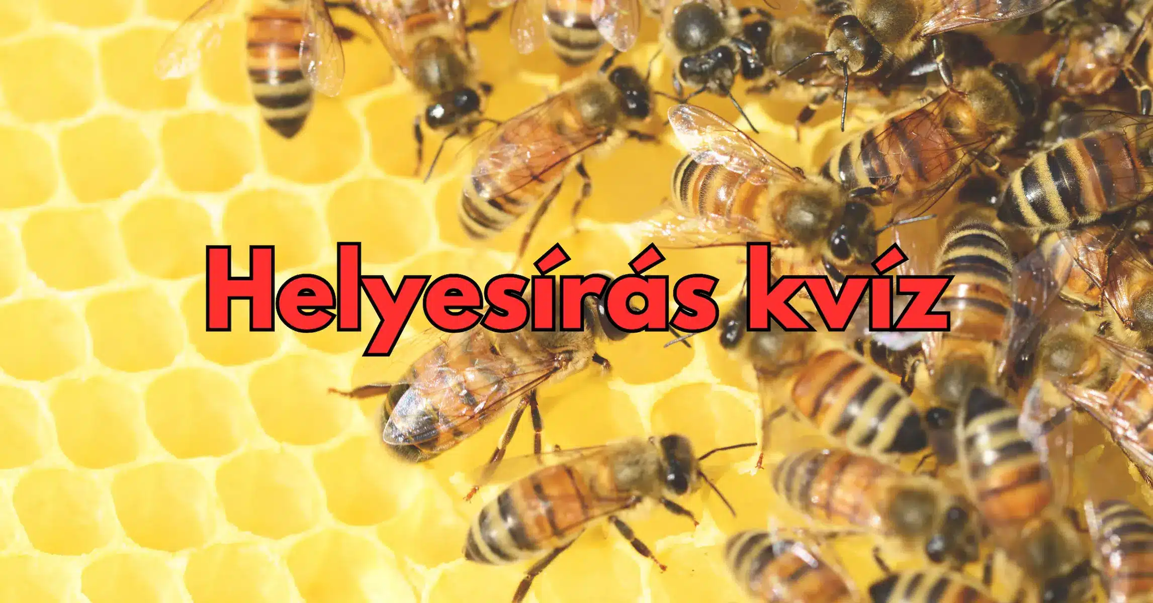 Napi helyesírás kvíz: Tudod mind az 5-re a jó választ?