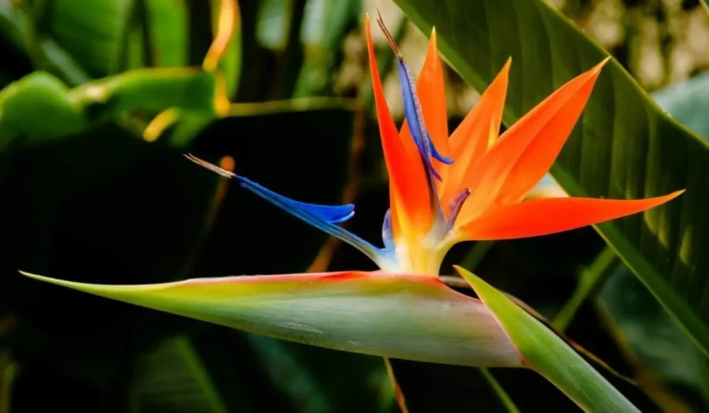 Napi virágfelismerő kvíz: Milyen virág látható a képen?