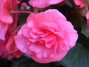 Hétvégi virágfelismerő kvíz: Felismered a virágot a képen?