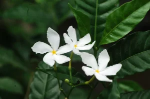 Felismered a képen ezt a nem mindennapi virágot? Nem mindenkinek sikerül!