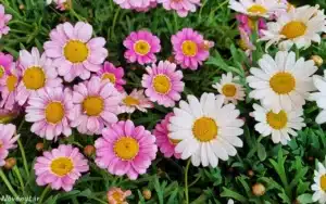 Napi virágfelismerő kvíz: Felismered? Vagy te is összekevered egy másik virággal?