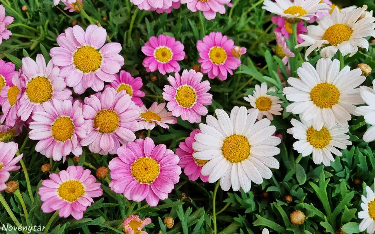 Napi virágfelismerő kvíz: Felismered? Vagy te is összekevered egy másik virággal?