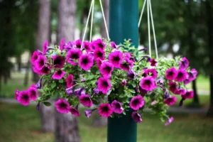 Virágfelismerő feladvány: Felismered a virágot a képen?