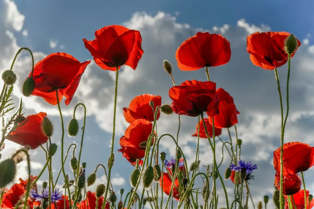 Hétvégi virágfelismerő kvíz: Sokan összekeverik ennek a virágnak a nevét egy másikéval, Te jól tudod?