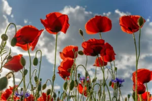 Hétvégi virágfelismerő kvíz: Sokan összekeverik ennek a virágnak a nevét egy másikéval, Te jól tudod?