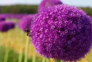 Virágfelismerő kvíz: Fel tudod ismerni, milyen növény virít a képen? Nem lesz sétagalopp… csak a tapasztalt virágrajongóknek megy gond nélkül!