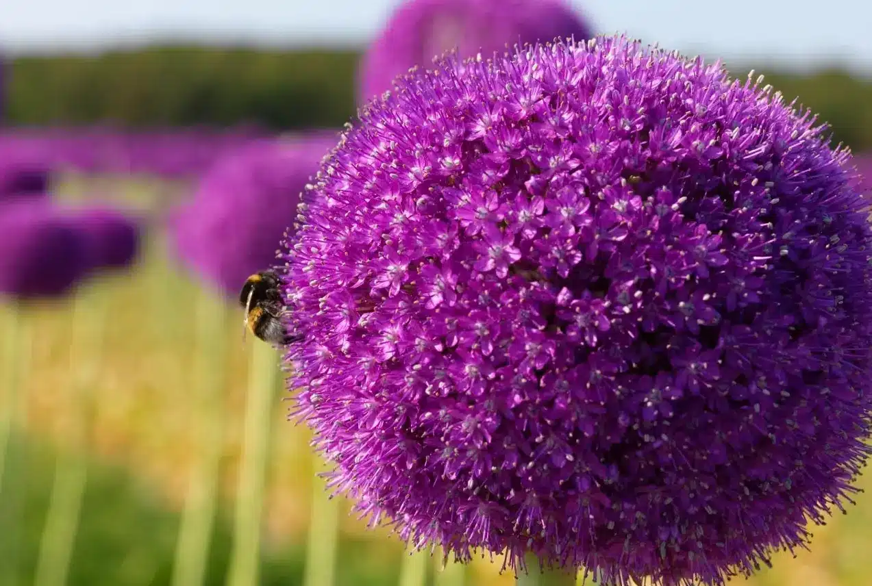 Virágfelismerő kvíz: Fel tudod ismerni, milyen növény virít a képen? Nem lesz sétagalopp… csak a tapasztalt virágrajongóknek megy gond nélkül!