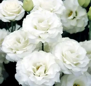 Napi képfelismerő kvíz: Milyen virág látható a képen?