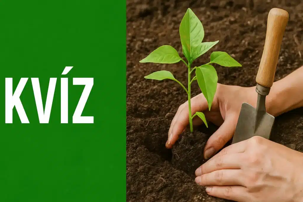 Tudod, hogyan kell elültetni a paprikát, paradicsomot és uborkát?