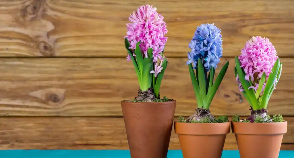 Napi virágfelismerő feladvány: Milyen virág látható a képen?