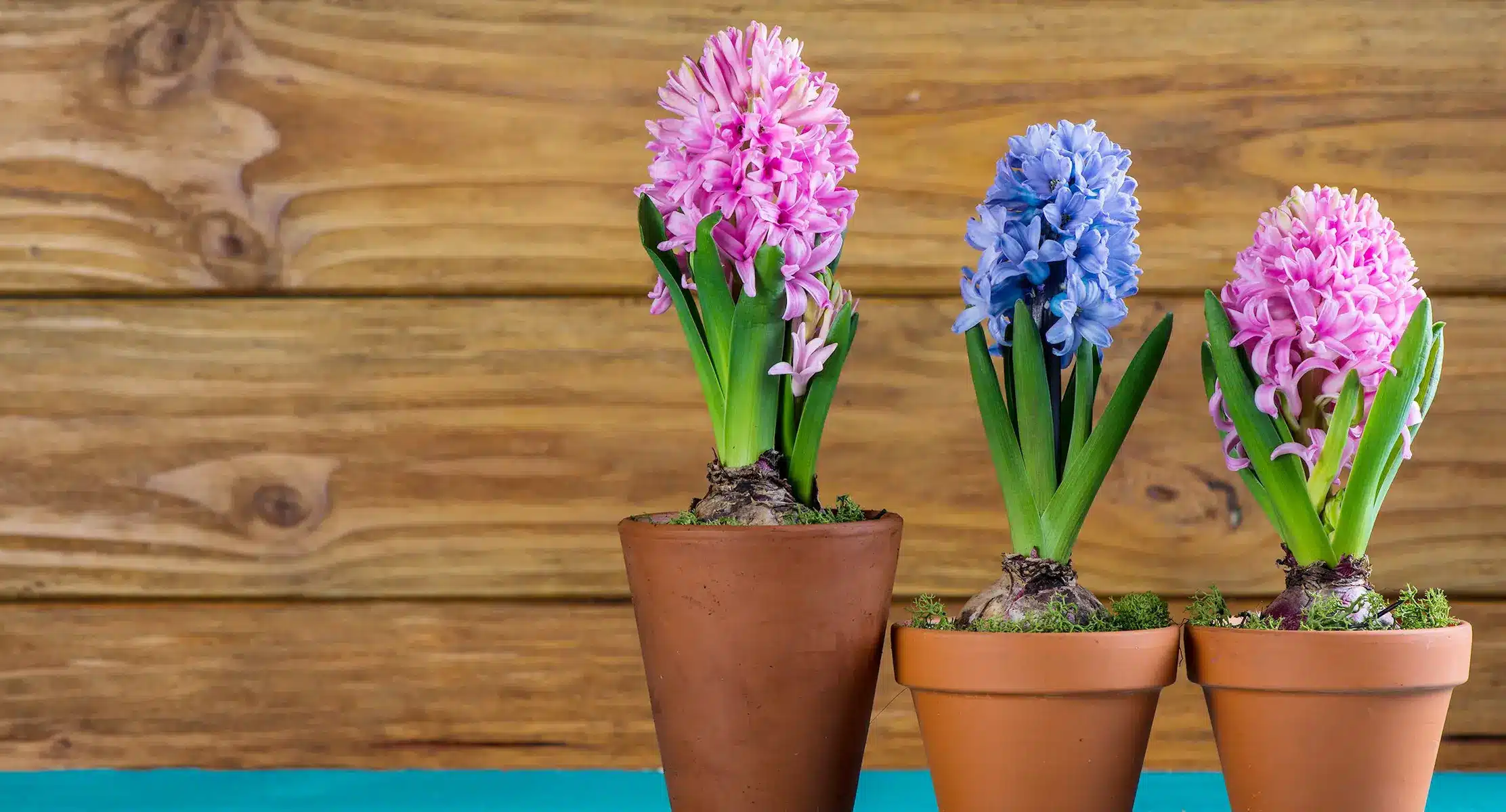 Napi virágfelismerő feladvány: Milyen virág látható a képen?