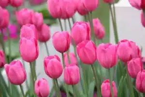 Napi virágfelismerő kvíz: Milyen virág szerepel a képen? De vigyázz, becsapós lehet!