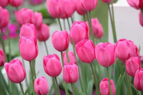 tuliwebp