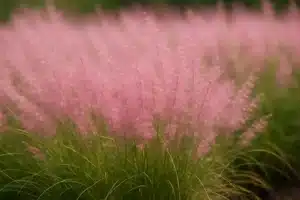 Virágfelismerő kvíz: Csak az emberek 5%-a találkozott már ezzel a növénnyel! Te tudod, mi a neve?