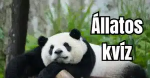 Állatos kvíz: Sokan tévhitben vannak a pandákkal kapcsolatban. Te tudod, mivel táplálkoznak?