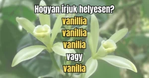 Napi helyesírás feladvány: Hogyan írjuk helyesen ezt a sokak által kedvelt ízt?