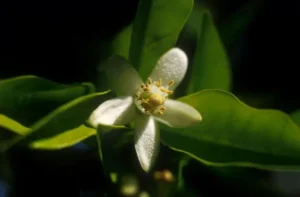 Napi virágfelismerő feladvány: Milyen gyümölcs virága látható a képen? Felismered?