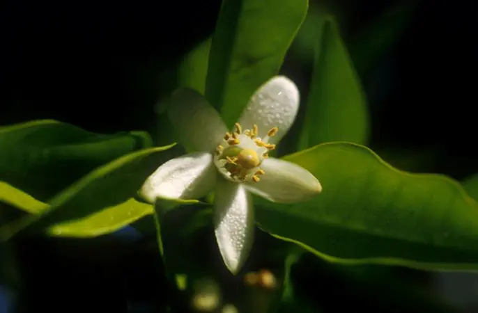 Napi virágfelismerő feladvány: Milyen gyümölcs virága látható a képen? Felismered?