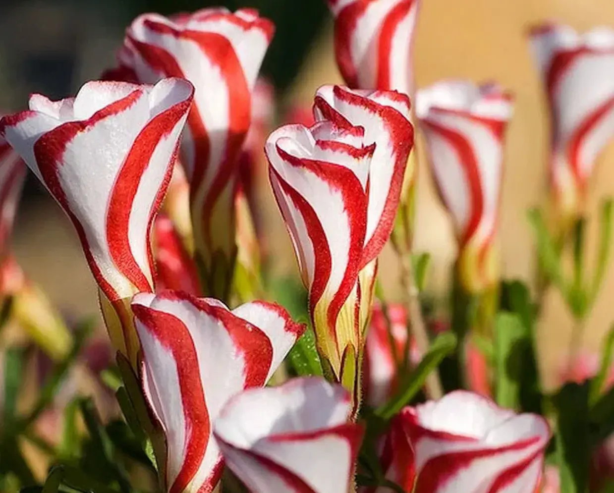 Napi virágfelismerő feladvány: Csak a legnagyobb virágfanok ismerik név szerint ezt a szépséget!