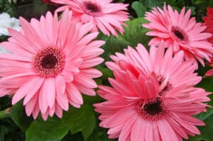 541219167 1123565359732704 4398299418697675737 n