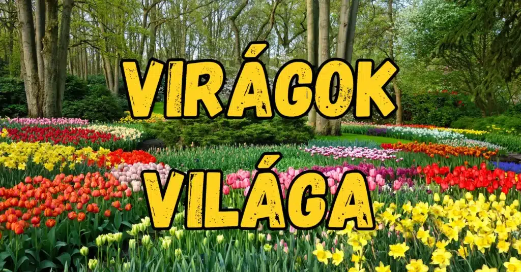 viragok vilaga