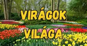 Virágok világa: Fedezd fel, mennyire ismered a legszebb növényeket!