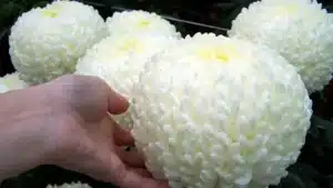 Virágfelismerő kvíz: Felismered a képen ezt a gyönyörű virágot? Nézzük meg!