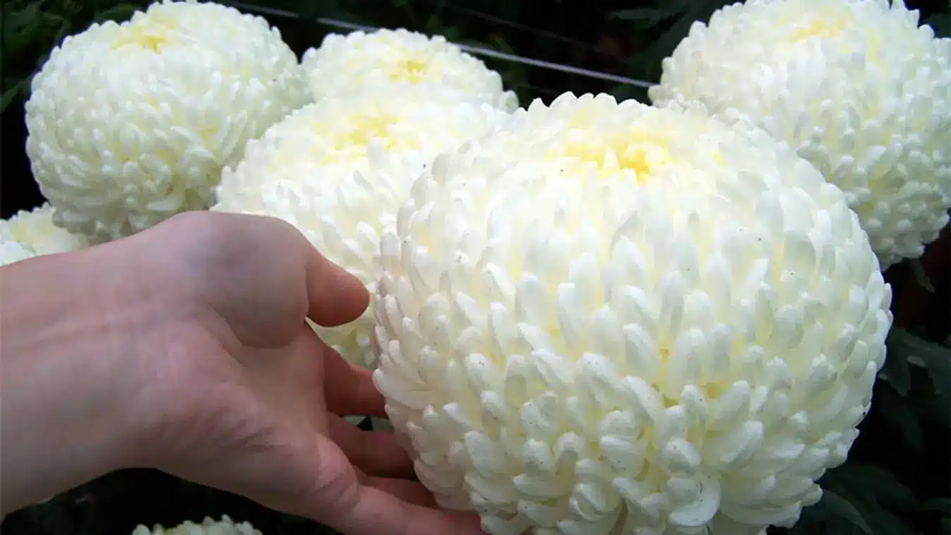 Virágfelismerő kvíz: Felismered a képen ezt a gyönyörű virágot? Nézzük meg!