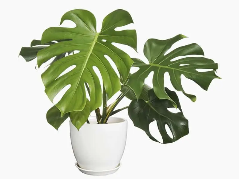 Növényfelismerő kvíz: Felismered a növényt, ami majdnem minden háztartásban megtalálható?