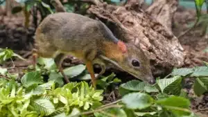 Állatfelismerő kvíz: Megkell zabálni, annyira cuki ez a kis állatka. De vajon tisztában vagy vele, mit látsz?