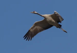 Állatos kvíz: Milyen madár van a képen? Felismered?